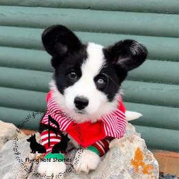 Aeros - Cardigan Welsh Corgi