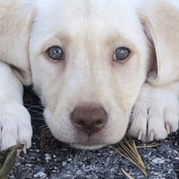 Dilute Retrievers and Labrador Retrievers from Phoenix Labradors
