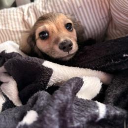 Dachshund Puppies from Northwest Dachshunds
