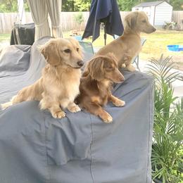 Dachshund Puppies from Monahan Dachshunds