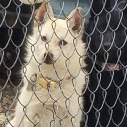 Doll face - Cream female Schipperke puppy in Randsburg, California from Schipperke Ranch