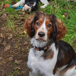English Springer Spaniel Puppies from Huntin' Buddies