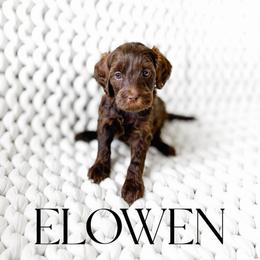 Elowen - Chocolate female Goldendoodle puppy in Springville, Utah from Happy Doodle