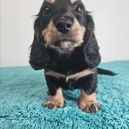 Black and cream male 2 - Black and cream male Dachshund puppy in Belle Rive, Illinois from Akin's Miniature Dachshunds, LLC