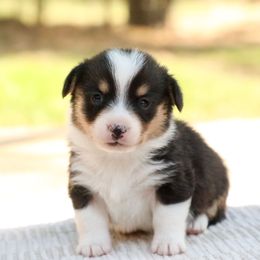 Griffin - Black and tan male American Corgi puppy in Plains, Montana from Diamond Corgis