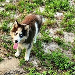 Nasa - Siberian Husky