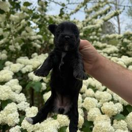 Lucy - Black female Yorkipoo puppy in Henderson, North Carolina from Dorans Danes and Doodles