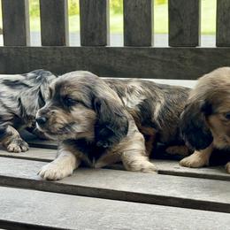 Dachshund Puppies from Boyer’s Dachshunds