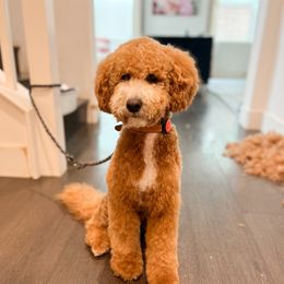 Teddy - Goldendoodle