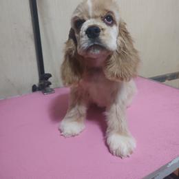 Sam - Buff male Cocker Spaniel puppy in Charleston, Tennessee from Nefer's Kennel