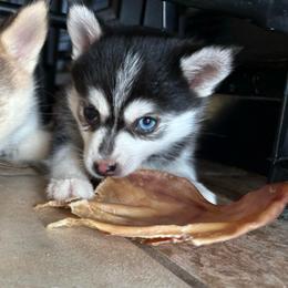 Aurora - Black and white female Pomsky puppy in Valparaiso, Indiana from Valparaiso Pomskys