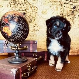 Comet - Black tri-color female Australian Shepherd puppy in West Union, Iowa from Boundless Hearts Australian Shepherds LLC