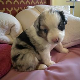 Gigi - Blue merle female Miniature Australian Shepherd puppy in Placerville, California from JRW COLDSPRINGS MINI AUSSIE’S