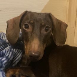 Dachshunds and Poodles from Arkansas Poodles & Dachshunds