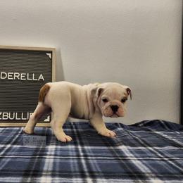 Cinderella - White female Bulldog puppy in Hillsdale County, Michigan from KZ Bullies LLC