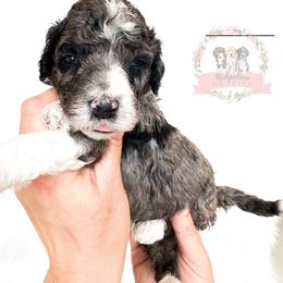 Female Pick Number 5 - Blue merle female Aussiedoodle puppy in Corydon, Indiana from Ridgeline Doodles