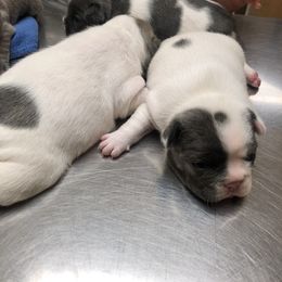 French Bulldog Puppies from French Blu’s