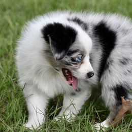 Miniature Australian Shepherd and Toy Australian Shepherd Puppies from Donna’s Toy & Mini Aussies