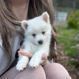 Prince Eric - White male Pomsky puppy in Grass Valley, California from Karalot Pomskies