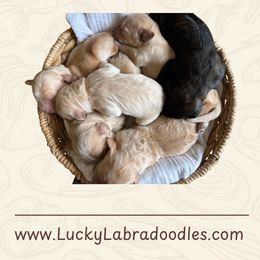 Labradoodle puppies from Lucky Labradoodles