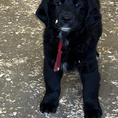 Black and White Male - male Golden Mountain Dog puppy in Tacoma, Washington from Canyon Meadows Farm