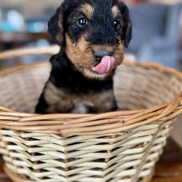 Girl 2 - Airedale Terrier puppy from Aim High Airedales & German Shorthaired Pointers