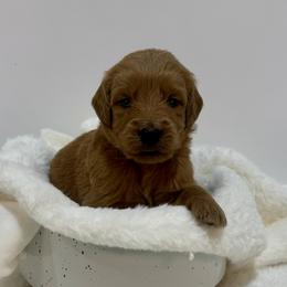 Hazel - Red  female Goldendoodle puppy in Kenansville, North Carolina from J+A Family Doodles