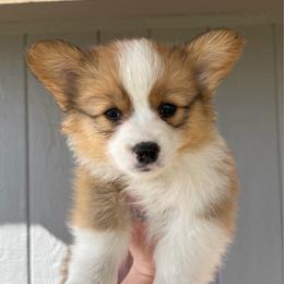 Sunny - Red female Pembroke Welsh Corgi puppy in Chubbuck, Idaho from Sunny J Corgis and Mini Americans