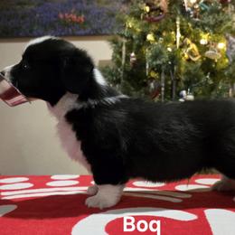 Boy 2 - Brindle and white male Cardigan Welsh Corgi puppy in Cumby, Texas from Windmill GSD and Cardigan Welsh Corgis