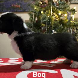 Boy 2 - Brindle and white male Cardigan Welsh Corgi puppy in Cumby, Texas from Windmill GSD and Cardigan Welsh Corgis