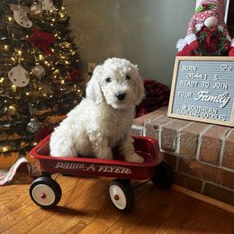 Goldendoodle Puppies from Southern Darling Doodles