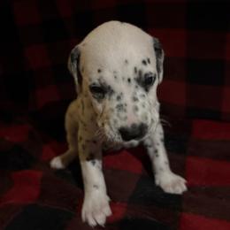 Bingbing bong - White and black male Dalmatian puppy in Fort Cavasos, Texas from Mainstreet Dalmation