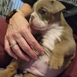 Bulldog Puppies from Wiggle Butts Bulldogs