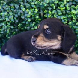 Max - Black and cream male Dachshund puppy in Apple Valley, California from Socaldoxies