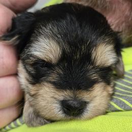 Abby - Black & tan tri-color female Morkie puppy in Thompson, Iowa from Weiss's Puppies