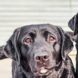 Happy - Labrador Retriever