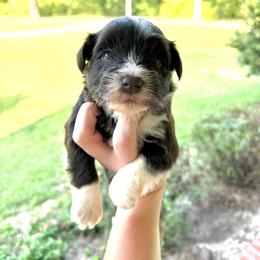 Hank - Liver male Miniature Schnauzer puppy in Agricola, Mississippi from Fancy Farms + Pups
