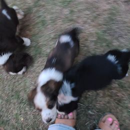 English Springer Spaniel Puppies from Savannah River Springers