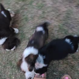 English Springer Spaniel Puppies from Savannah River Springers