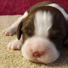 Holly - Liver and white female English Springer Spaniel puppy in North Carolina from Ebenezer Valley ESS