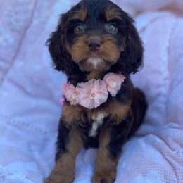 Vienna - Brown female Cavapoo puppy in Bellingham, Washington from My Sweet Poodles and Doodles