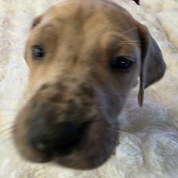 Maple - Merle female Great Dane puppy in Albany, Oregon from Red Cloud Australian Shepherds and DeGray Great Danes & Bulldogs
