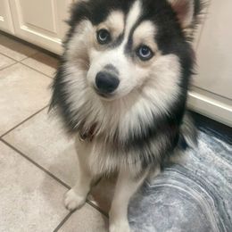 Gumbo - Pomsky