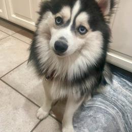 Gumbo - Pomsky