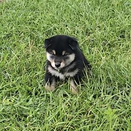 Shiba Inu Puppies from Diwasou