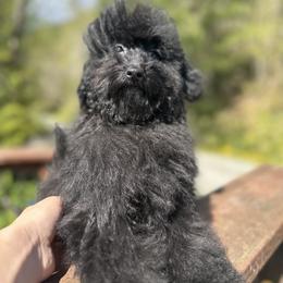 Cavapoo, Cockapoo, and Poodle Puppies from Heavenly Puppies to Love