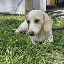 Gunner - Dachshund