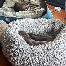 Italian Greyhound Puppies from Fisher Link