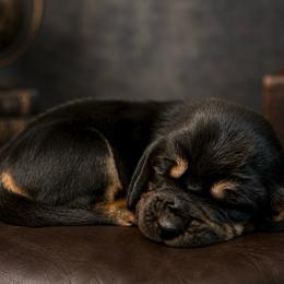 Blue collar - Black brown and white male Basset Hound puppy in Edmonton, Kentucky from RiverBottom Bassets