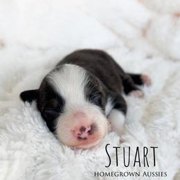Stuart - Black tri-color male Australian Shepherd puppy in Yarmouth, Iowa from HomeGrown Aussies